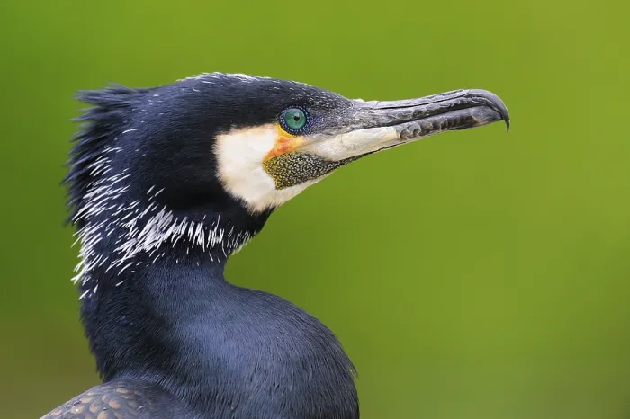 Framed Print : Great Cormorant (Phalacrocorax carbo)