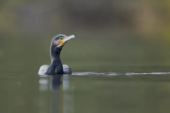 Framed Print : Great cormorant (Phalacrocorax carbo)