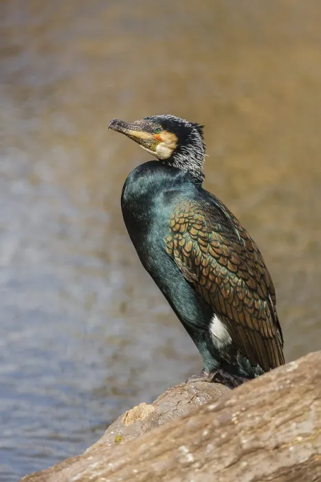 Framed Print : Great cormorant, Phalacrocorax carbo Framed Print : Great cormorant, Phalacrocorax carbo