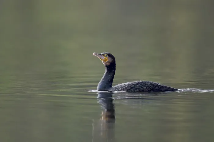 Framed Print : Great cormorant (Phalacrocorax carbo)