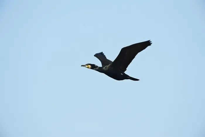 Framed Print : Great Cormorant (Phalacrocorax carbo)
