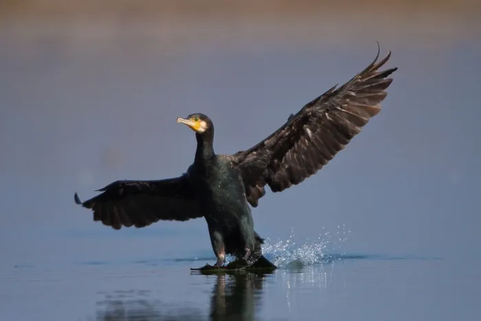 Framed Print : Great Cormorant (Phalacrocorax carbo) Framed Print : Great Cormorant (Phalacrocorax carbo)