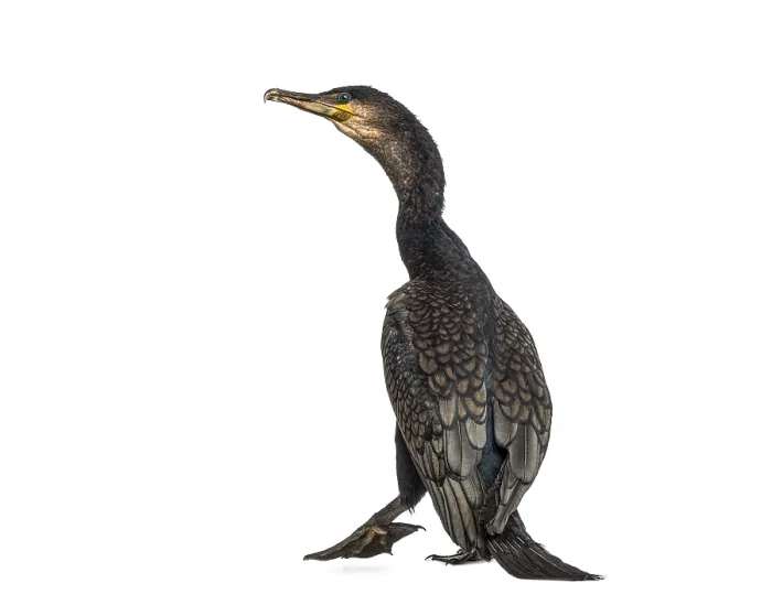 Framed Print : Great Cormorant - Phalacrocorax carbo