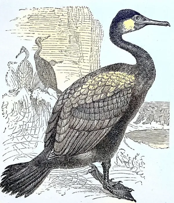 Framed Print : Great cormorant (Phalacrocorax carbo), c Framed Print : Great cormorant (Phalacrocorax carbo), c