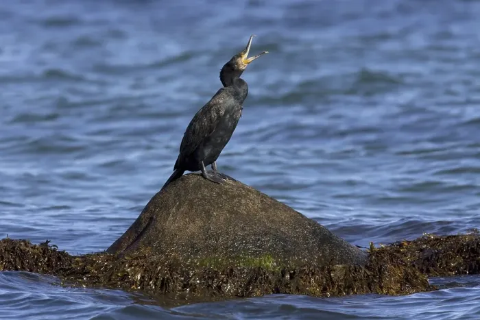Framed Print : Great cormorant (Phalacrocorax carbo) calling from rock in the sea