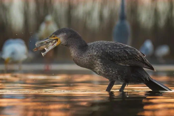 Framed Print : Great cormorant (Phalacrocorax carbo) with catfish as prey