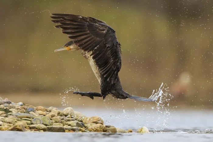 Framed Print : Great Cormorant (Phalacrocorax carbo) landing