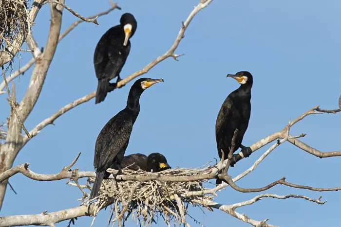 Framed Print : Great cormorant (Phalacrocorax carbo) at the nest