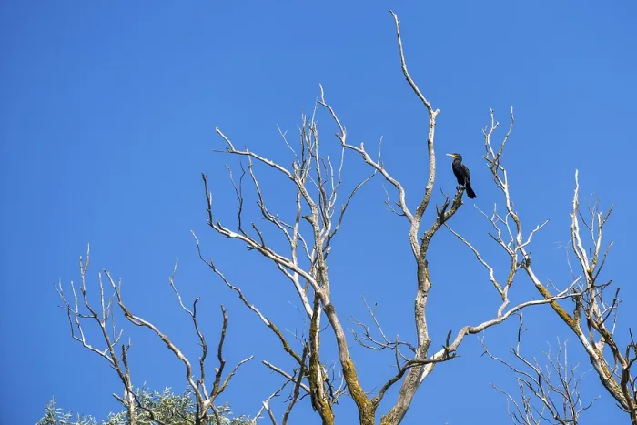 Framed Print : Great Cormorant (phalacrocorax carbo) perched in a tree in the Danube Delta Framed Print : Great Cormorant (phalacrocorax carbo) perched in a tree in the Danube Delta