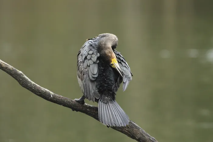Framed Print : Great cormorant (Phalacrocorax carbo) Plumage care on a branch above the water