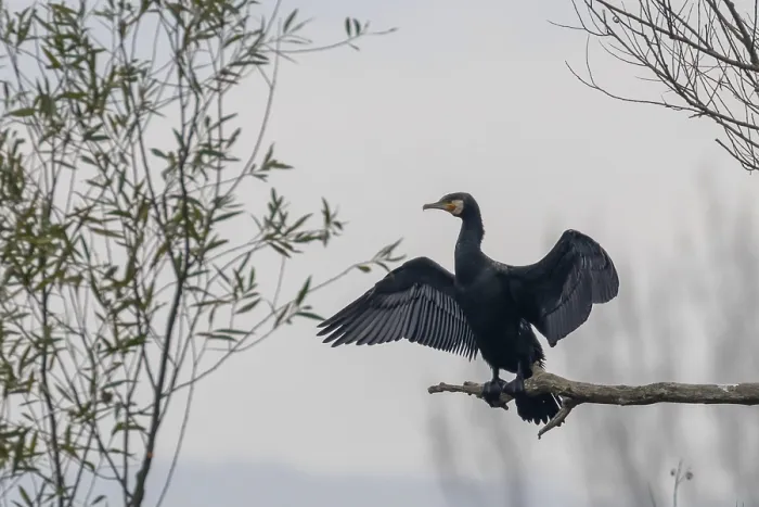 Framed Print : Great Cormorant (Phalacrocorax carbo) Resting on a tree Framed Print : Great Cormorant (Phalacrocorax carbo) Resting on a tree