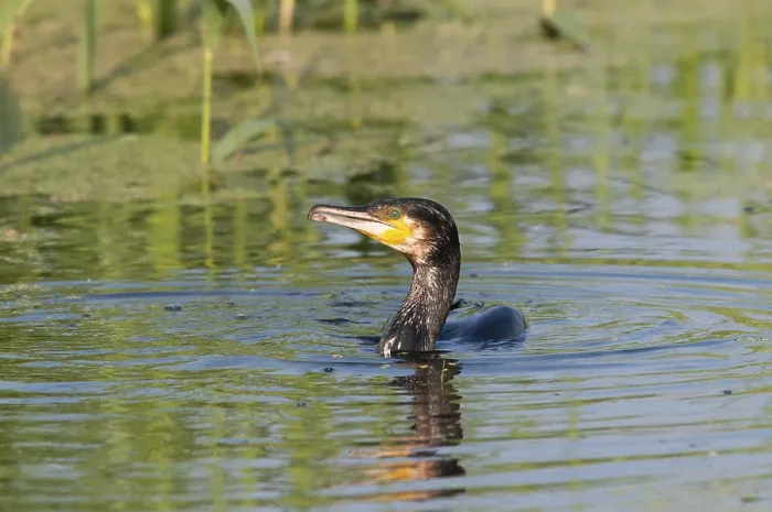 Framed Print : Great cormorant (Phalacrocorax carbo) in water Framed Print : Great cormorant (Phalacrocorax carbo) in water