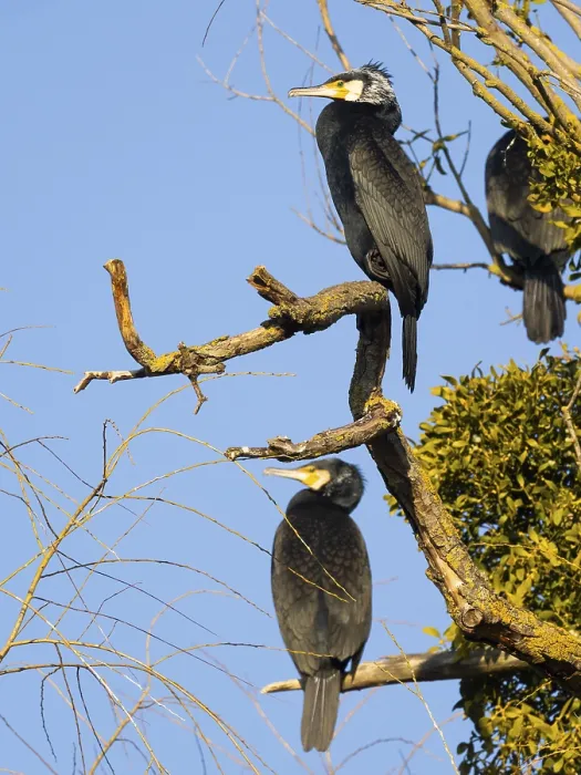 Framed Print : Great Cormorants (Phalacrocorax carbo)