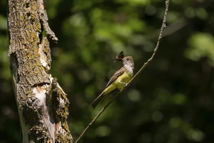 Framed Print : The great crested flycatcher (Myiarchus crinitus) male perched near nest