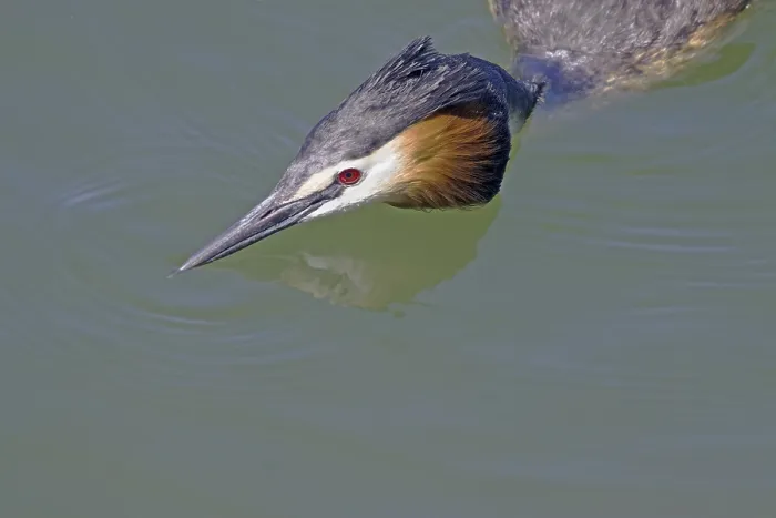 Framed Print : Great crested grebe