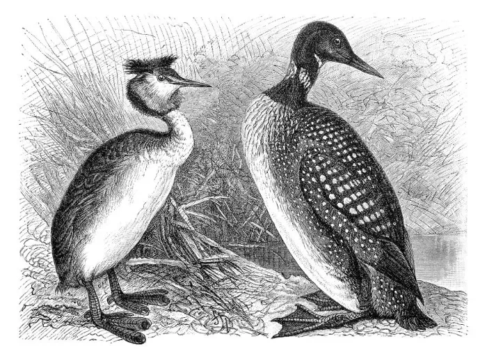 Framed Print : Great crested grebe (Colymbus cristatus) on the left Framed Print : Great crested grebe (Colymbus cristatus) on the left