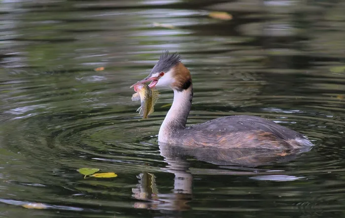 Framed Print : Great crested grebe with fish (Podiceps cristatus) Framed Print : Great crested grebe with fish (Podiceps cristatus)
