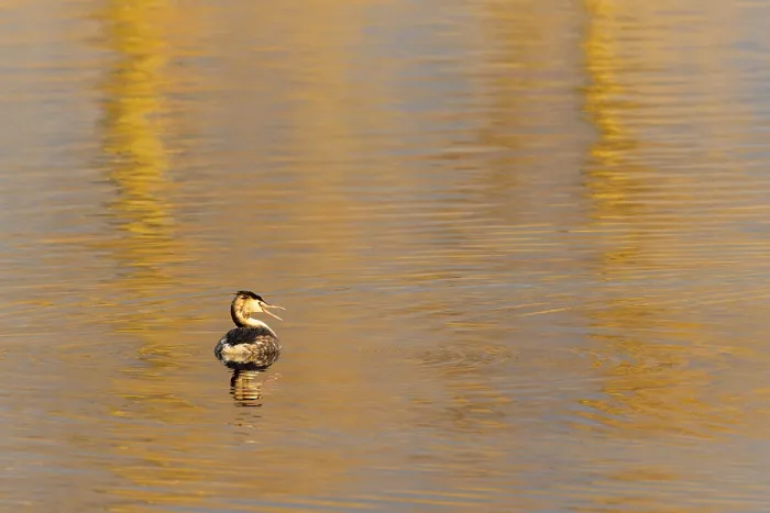 Framed Print : A great crested grebe in golden water at sunset Framed Print : A great crested grebe in golden water at sunset