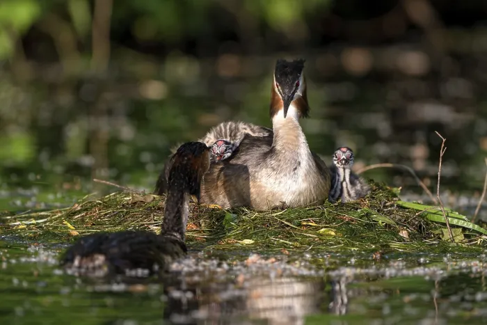 Framed Print : Great Crested Grebe (Podiceps cristatus)