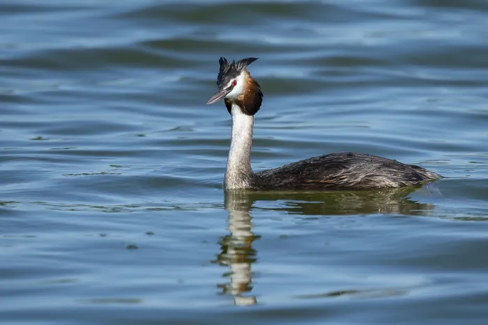 Framed Print : Great crested grebe (Podiceps cristatus) Framed Print : Great crested grebe (Podiceps cristatus)