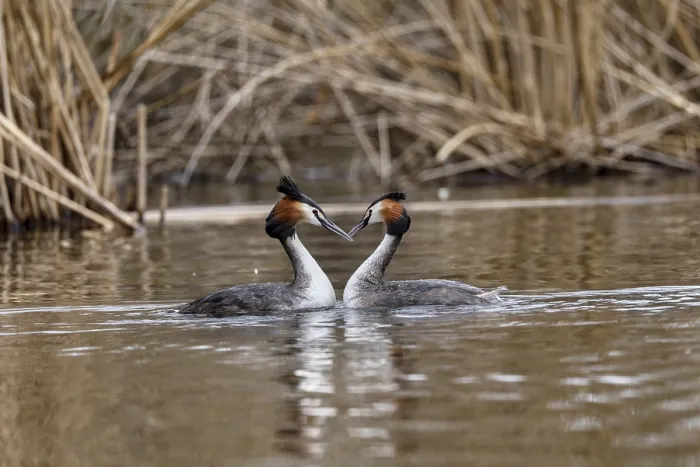 Framed Print : Great Crested Grebe (Podiceps cristatus)