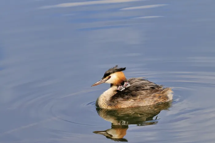 Framed Print : Great crested grebe (Podiceps cristatus) Framed Print : Great crested grebe (Podiceps cristatus)