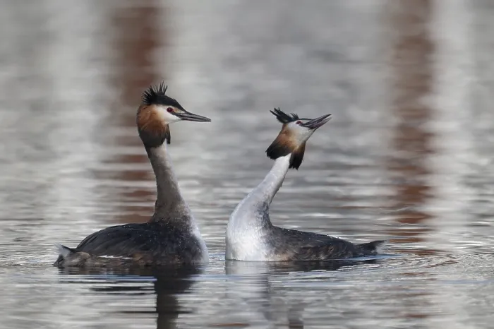 Framed Print : Great Crested Grebe (Podiceps cristatus)