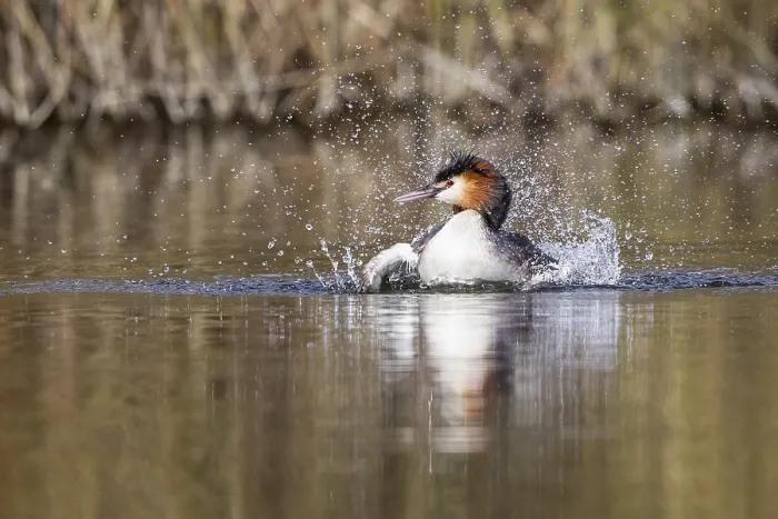 Framed Print : Great-crested Grebe (Podiceps cristatus)