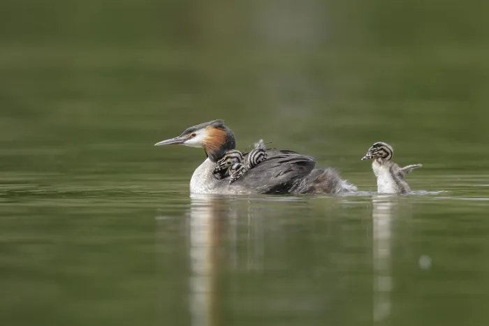 Framed Print : Great crested grebe (Podiceps cristatus) Framed Print : Great crested grebe (Podiceps cristatus)