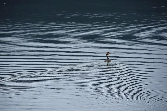 Framed Print : Great Crested Grebe (Podiceps cristatus) Framed Print : Great Crested Grebe (Podiceps cristatus)