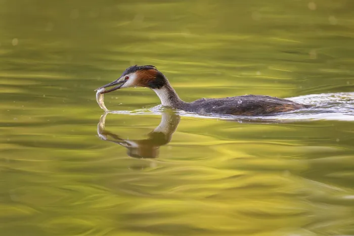 Framed Print : Great crested grebe (Podiceps cristatus) Framed Print : Great crested grebe (Podiceps cristatus)
