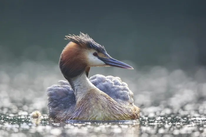 Framed Print : Great Crested Grebe (Podiceps cristatus)