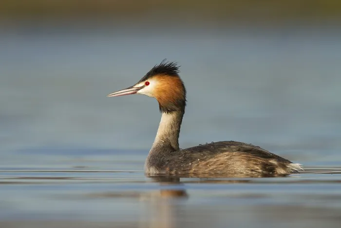 Framed Print : Great Crested Grebe (Podiceps cristatus) Framed Print : Great Crested Grebe (Podiceps cristatus)