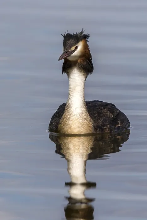 Framed Print : Great Crested Grebe (Podiceps cristatus) Framed Print : Great Crested Grebe (Podiceps cristatus)