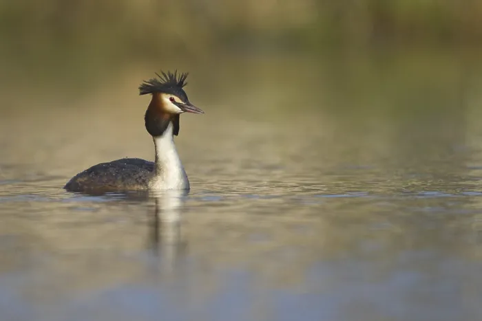 Framed Print : Great Crested Grebe (Podiceps cristatus) Framed Print : Great Crested Grebe (Podiceps cristatus)