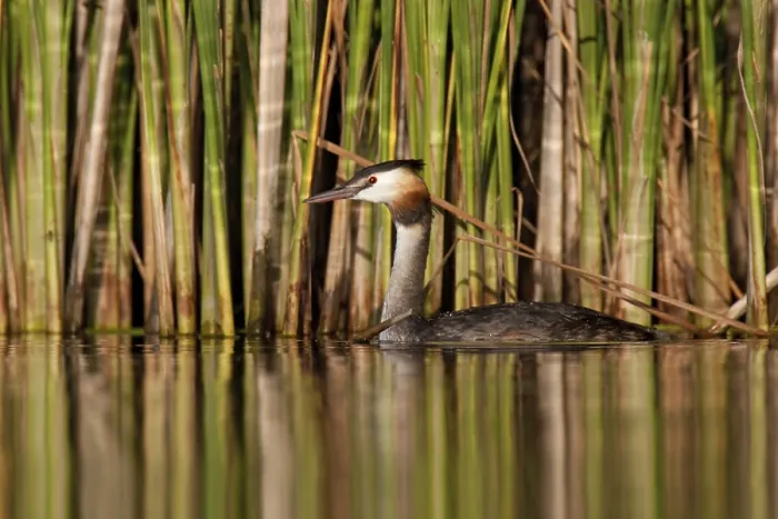 Framed Print : Great Crested Grebe (Podiceps cristatus)