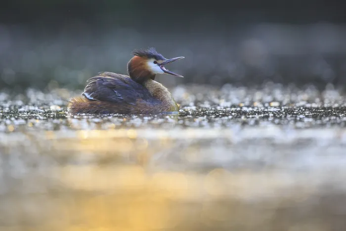 Framed Print : Great Crested Grebe (Podiceps cristatus)