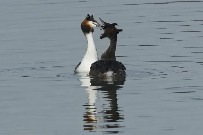 Framed Print : Great Crested Grebe (Podiceps cristatus) Framed Print : Great Crested Grebe (Podiceps cristatus)