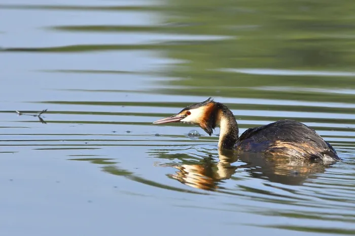 Framed Print : Great Crested Grebe (Podiceps cristatus)