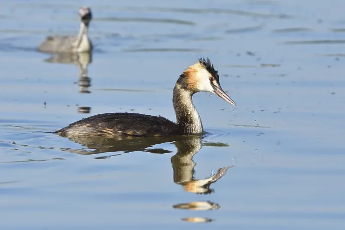 Framed Print : Great Crested Grebe (Podiceps cristatus)