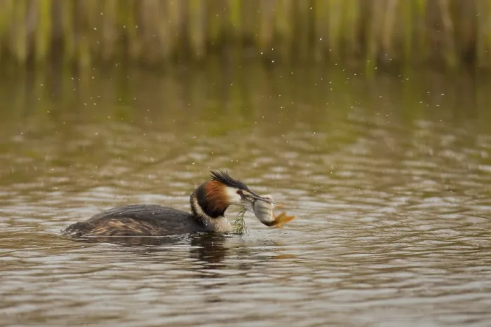 Framed Print : Great crested grebe (Podiceps cristatus)