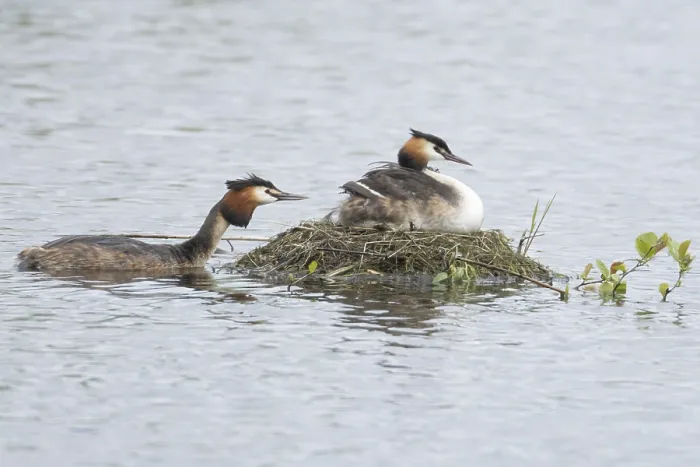 Framed Print : Great crested grebe (Podiceps cristatus)