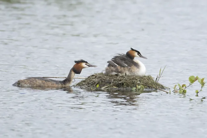 Framed Print : Great crested grebe (Podiceps cristatus) Framed Print : Great crested grebe (Podiceps cristatus)