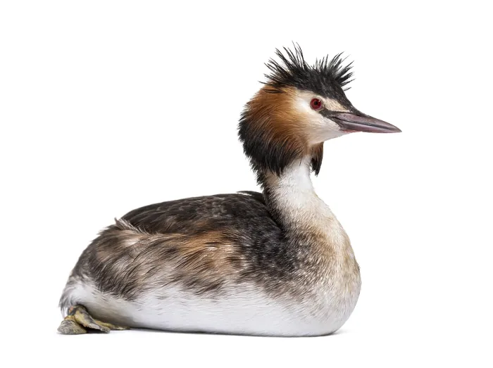 Framed Print : Great crested grebe, Podiceps cristatus Framed Print : Great crested grebe, Podiceps cristatus