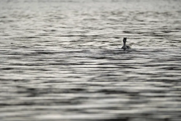 Framed Print : Great crested grebe (Podiceps cristatus)