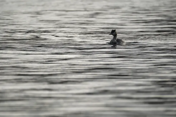 Framed Print : Great crested grebe (Podiceps cristatus) Framed Print : Great crested grebe (Podiceps cristatus)