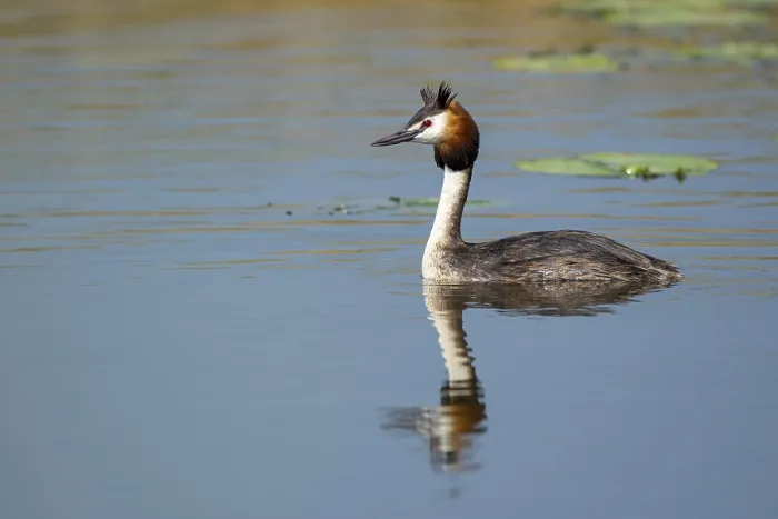 Framed Print : Great Crested Grebe (Podiceps cristatus) Framed Print : Great Crested Grebe (Podiceps cristatus)