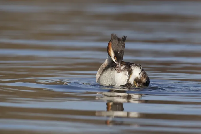Framed Print : Great crested grebe (Podiceps cristatus) adult bird preening its feathers on a river
