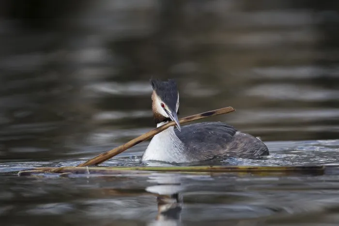 Framed Print : Great crested grebe (Podiceps cristatus) adult bird with a reed stem for nesting material on a lake in spring