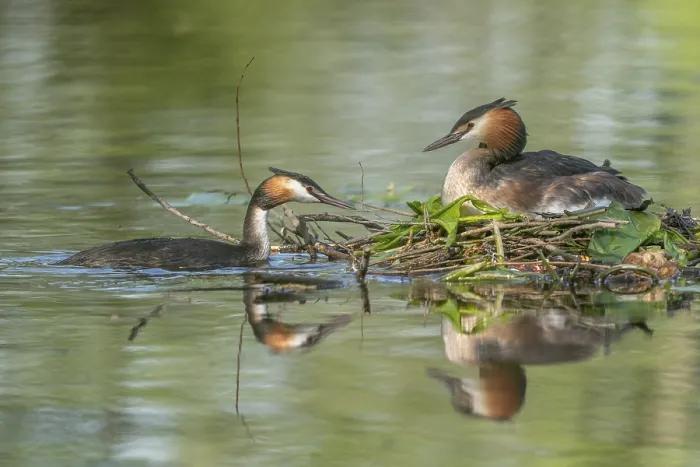 Framed Print : Great Crested Grebe (Podiceps cristatus) brooding their nest on a river